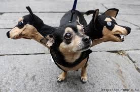 Funny dog costume image