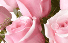 Roses Image
